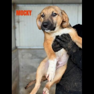 CUCCIOLI IN ADOZIONE taglia media - Foto 3