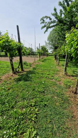 Terreno Agricolo - Rif. 2457 - Foto 19