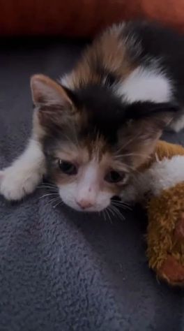 STELLINA, dolcissima micina in adozione! - Foto 3