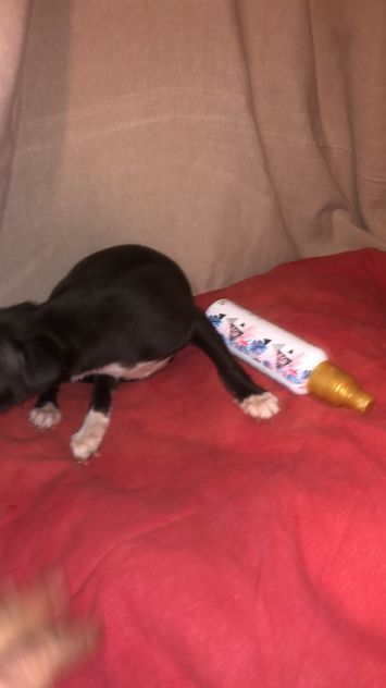 Tre cucciole chihuahua - Foto 4