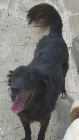 Charly adulto tg media portato in canile.. il figlio voleva 1cane+piccolo!!!SUD