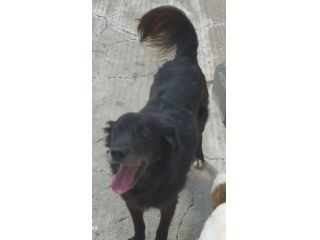 Charly adulto tg media portato in canile.. il figlio voleva 1cane+piccolo!!!SUD
