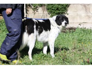 Ho solo 7 anni, mi condannate a marcire in un canile perchè non sono cucciolo!