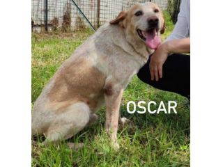Oscar