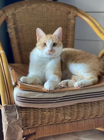 Red meraviglioso gattino cerca casa - Foto 4