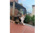 PRETTY - gattina di 3 mesi