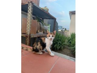 PRETTY - gattina di 3 mesi