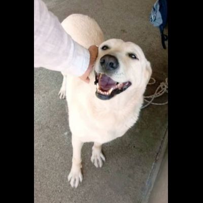 Splendida EDWIGE SIMIL LABRADOR CANE IN ADOZIONE - Foto 4