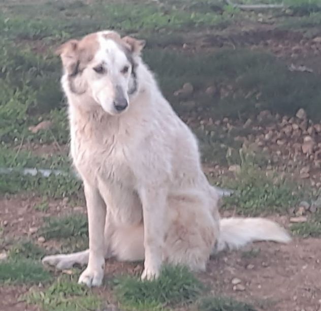 HUSKINA, incrocio collie, adozione del cuore - Foto 3