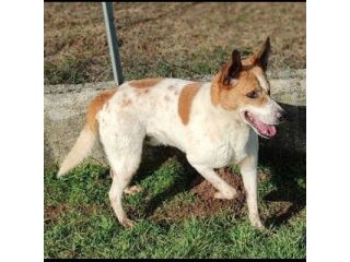 CATELLO allegro e affettuoso, cagnolino in adozione
