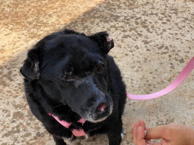 Ninuccia una dolce cagnolina aspetta una famiglia - Foto 2