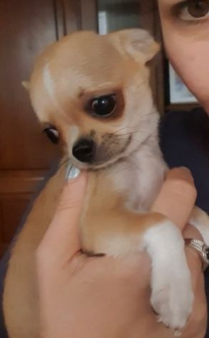 Chihuahua toy pedigree - Foto 2