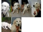 BEN, stupendo cucciolotto lanciato dall'auto