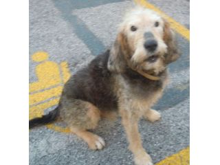 Cane buonissimo abbandonato per strada