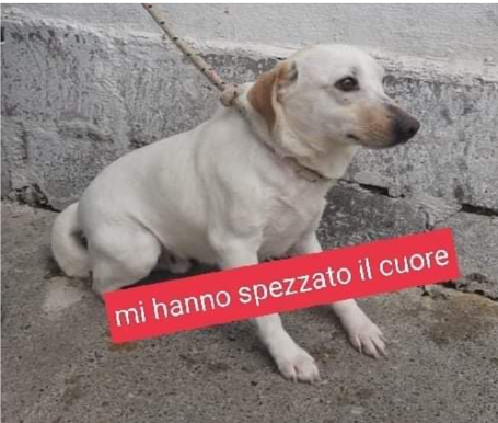 Serafino 6anni ha il cuore spezzato,portato in canile dai suoi padroni!SUD