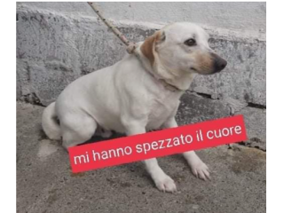 Serafino 6anni ha il cuore spezzato,portato in canile dai suoi padroni!SUD