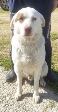 ULISSE è da tanto che attende che quel cancello si apra per lui - Foto 4