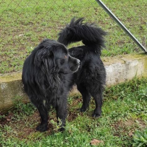 CANE IN ADOZIONE: NADAL, adorabile tenerone.