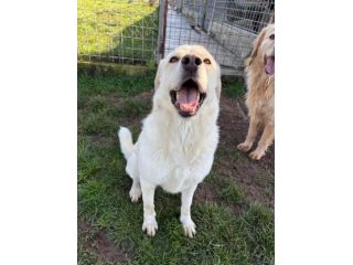 Lady simil Labrador