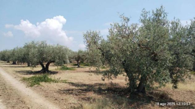 Immobile in asta di 50 m² in vendita a Castelvetrano - Foto 6