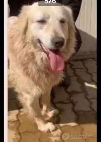 Mix Maremmano/Golden 6anni gli han tagliato coda ed orecchie da cuccioloCALABRIA - Foto 4