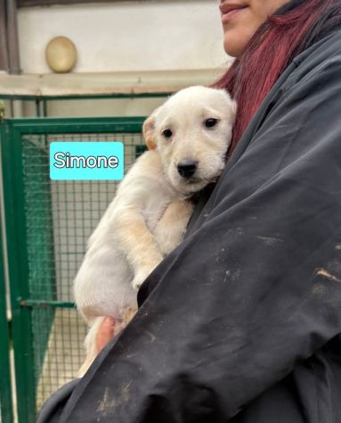 Cambiate il loro destino,  Mamma e cuccioli in adozione - Foto 7