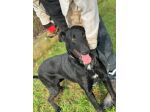 AARON dolce e vitale carbonello,  CANE IN ADOZIONE