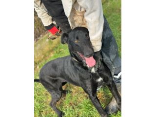 AARON dolce e vitale carbonello,  CANE IN ADOZIONE