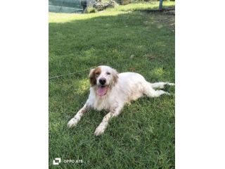 Thomas setter