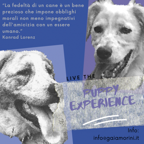 Istruttore - Addestratore Cinofilo - Foto 2