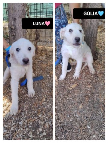 LUNA E GOLIA, 3 MESI E MEZZO (10/06/26), CERCANO CASA!! - Foto 9