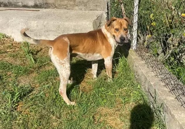 CASPER TRASFERITO E DIMENTICATO; CANE IN ADOZIONE - Foto 5