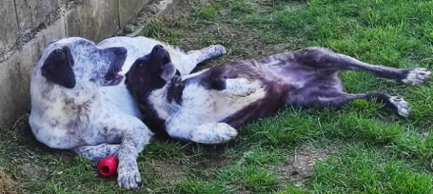 CUCCIOLI IN ADOZIONE - Foto 6
