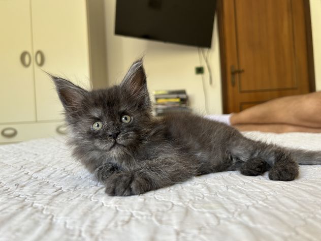 Maine Coon cucciolo pedigree ANFI - Foto 7