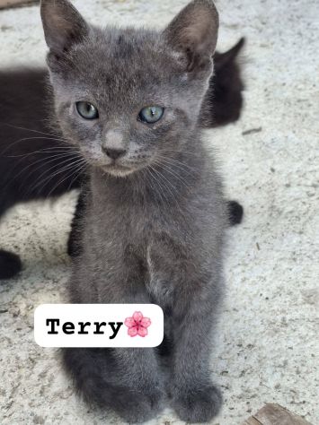 Gattini in cerca di adozione - Foto 5
