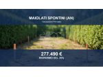 Immobile in asta di 17819 m² in vendita a Maiolati Spontini