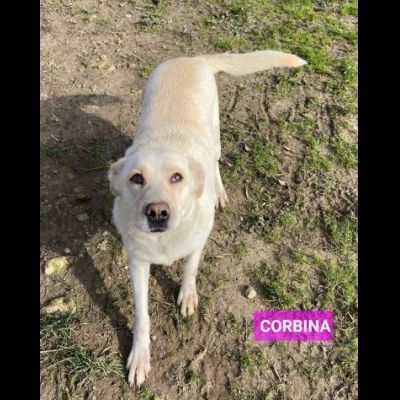 UNA FAMIGLIA DI CUORI BIANCHI DA SALVARE, CANE IN ADOZIONE - Foto 7