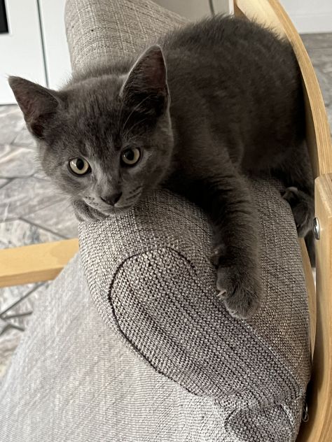 Gattino Certosino Tip. - Foto 3
