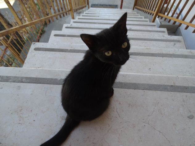Gattina - Foto 6