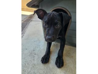 Totò: 3 mesi incrocio pittbull