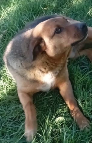 BULLO CONCENTRATO DI TENEREZZA, CANE IN ADOZIONE - Foto 8