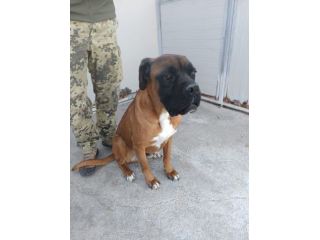 BOXER INCR. ECTOR, 5 ANNI, DA UN ANNO CHIUSO IN CANILE