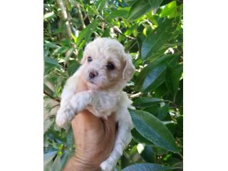Cuccioli Maltipoo adorabili