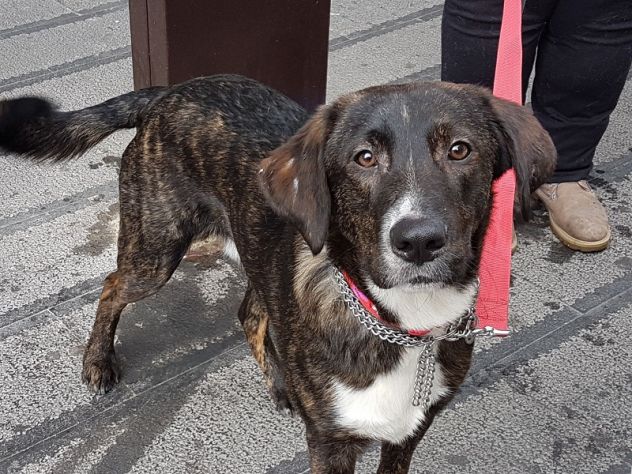 ARGO, splendido cucciolone - Foto 3