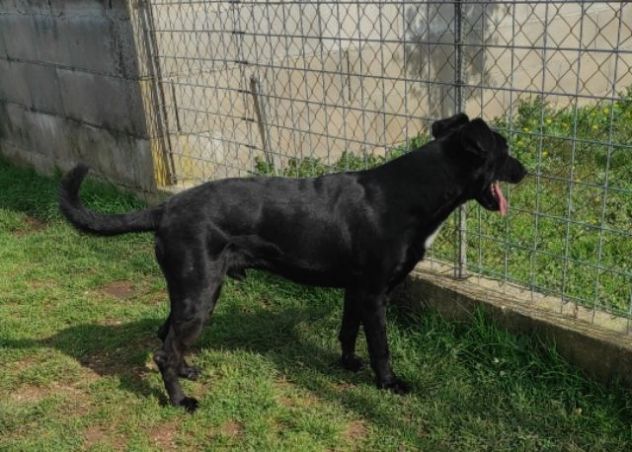 CANE DA ADOTTARE - Foto 8