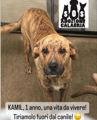 ADAM e KAMIL CUCCIOLONI IN ADOZIONE, BUONI E SOCIEVOLI; SPAVENTATI DAL CANILE - Foto 5
