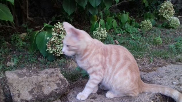 NERINO E CHAMPAGNINO, teneri micini - Foto 8
