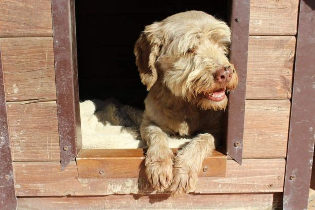 Gigi simil lagotto - Foto 6