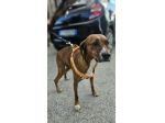 Luce: giovane segugina dolce e socievole