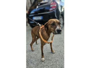 Luce: giovane segugina dolce e socievole